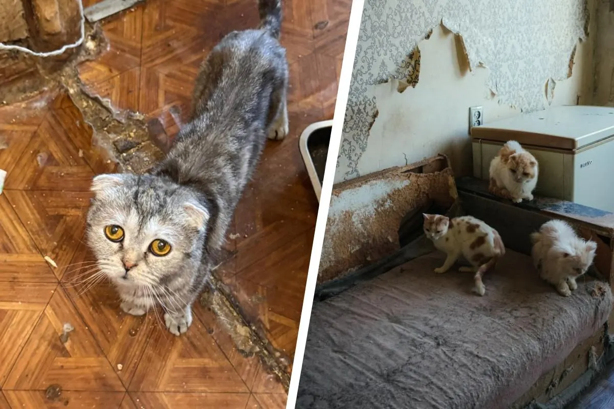 Волонтеры эвакуировали 46 вислоухих кошек, живших в условиях перенаселённости и генетических отклонений — квартира раньше служила питомником, хозяйка утратила контроль над размножением животных.