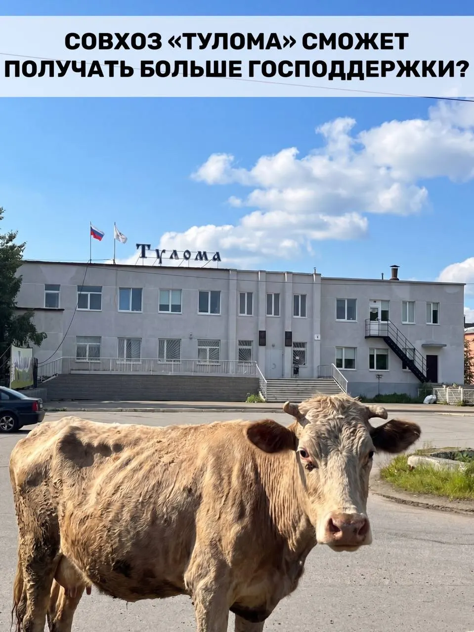 Правительство расширило критерии субсидирования для молочных предприятий с участием государства. Для Мурманской области это важно, но на фоне сообщений о критической ситуации на отдельных хозяйствах возникают сомнения, успеет ли поддержка прийти вовремя.
