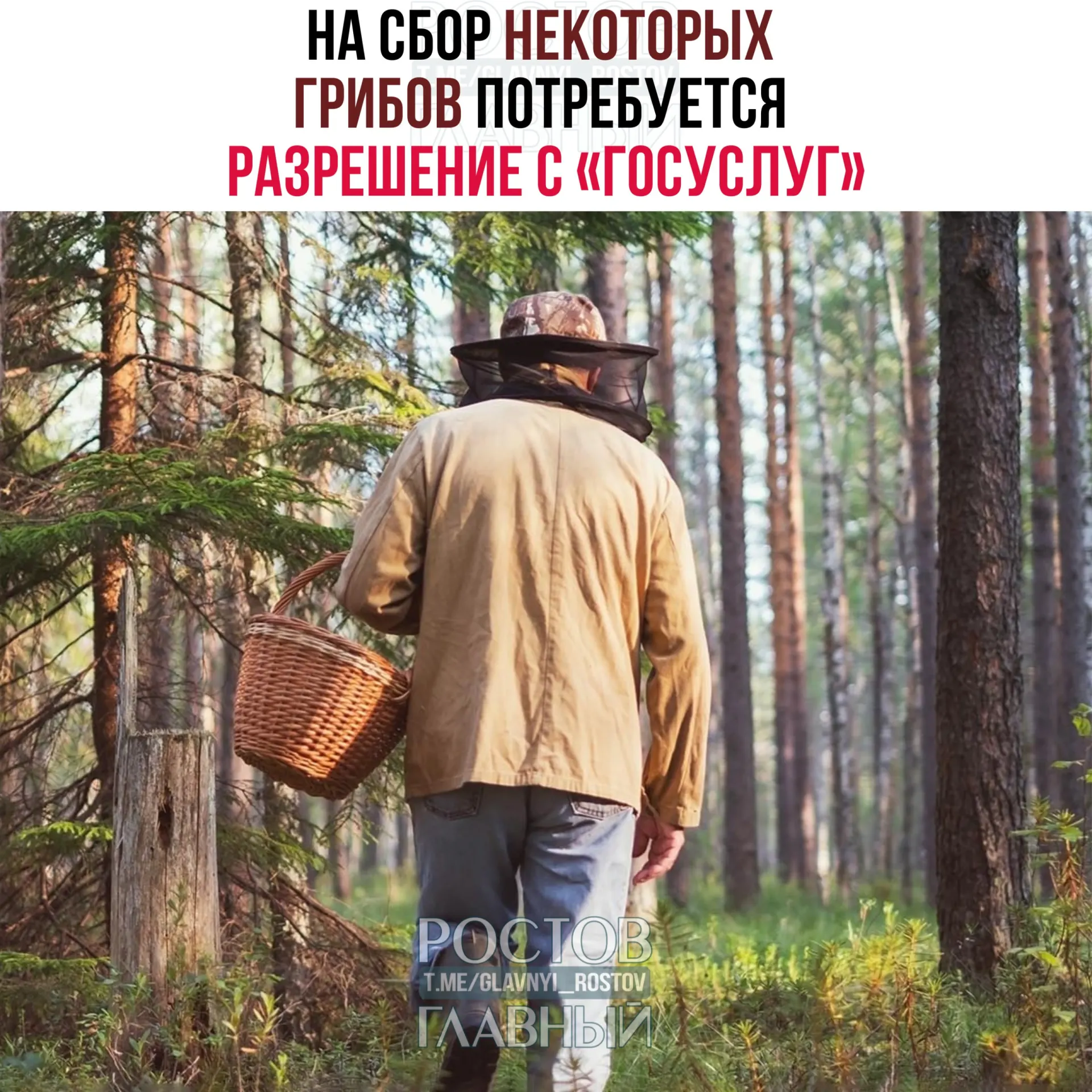 С 1 сентября 2027 года для сбора некоторых видов грибов, в том числе «сыроежки золотистой» и чёрного трюфеля, потребуется разрешение на портале «Госуслуги». Заявки будут рассматривать до 15 дней; за сбор краснокнижных грибов без пропуска предусмотрена уголовная ответственность.