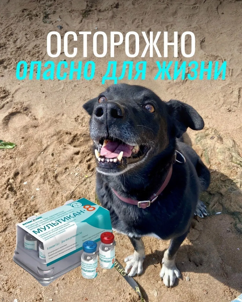 У собак после прививки против бешенства зафиксированы тяжёлые реакции, включая судороги и кровавую рвоту; проверки вакцины пока не доказали прямую связь.