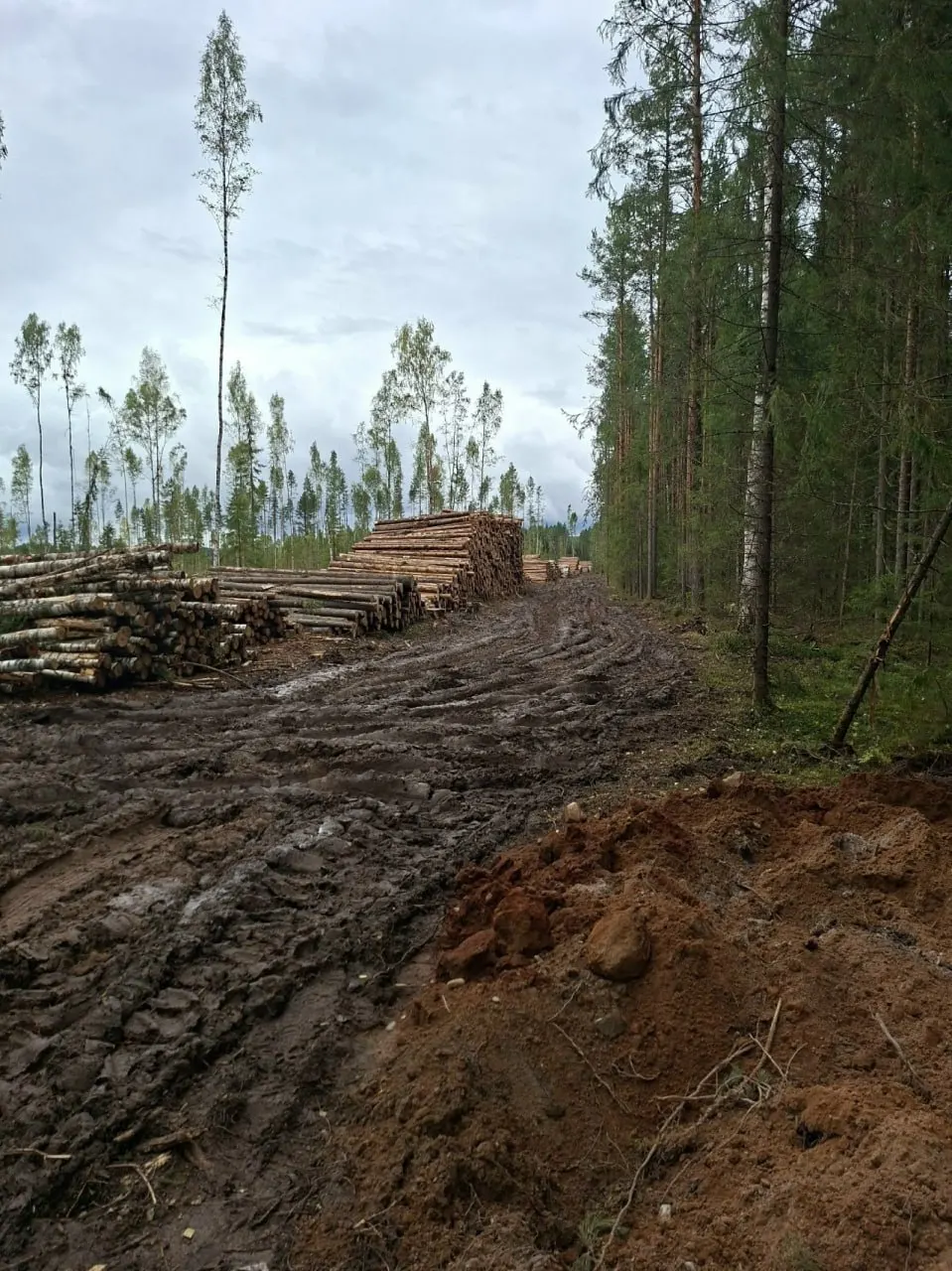 Более 100 ученых и экологов обратились к депутатам с требованием изменить законопроект, который может позволить менять границы особо охраняемых природных территорий и навредить экосистемам.